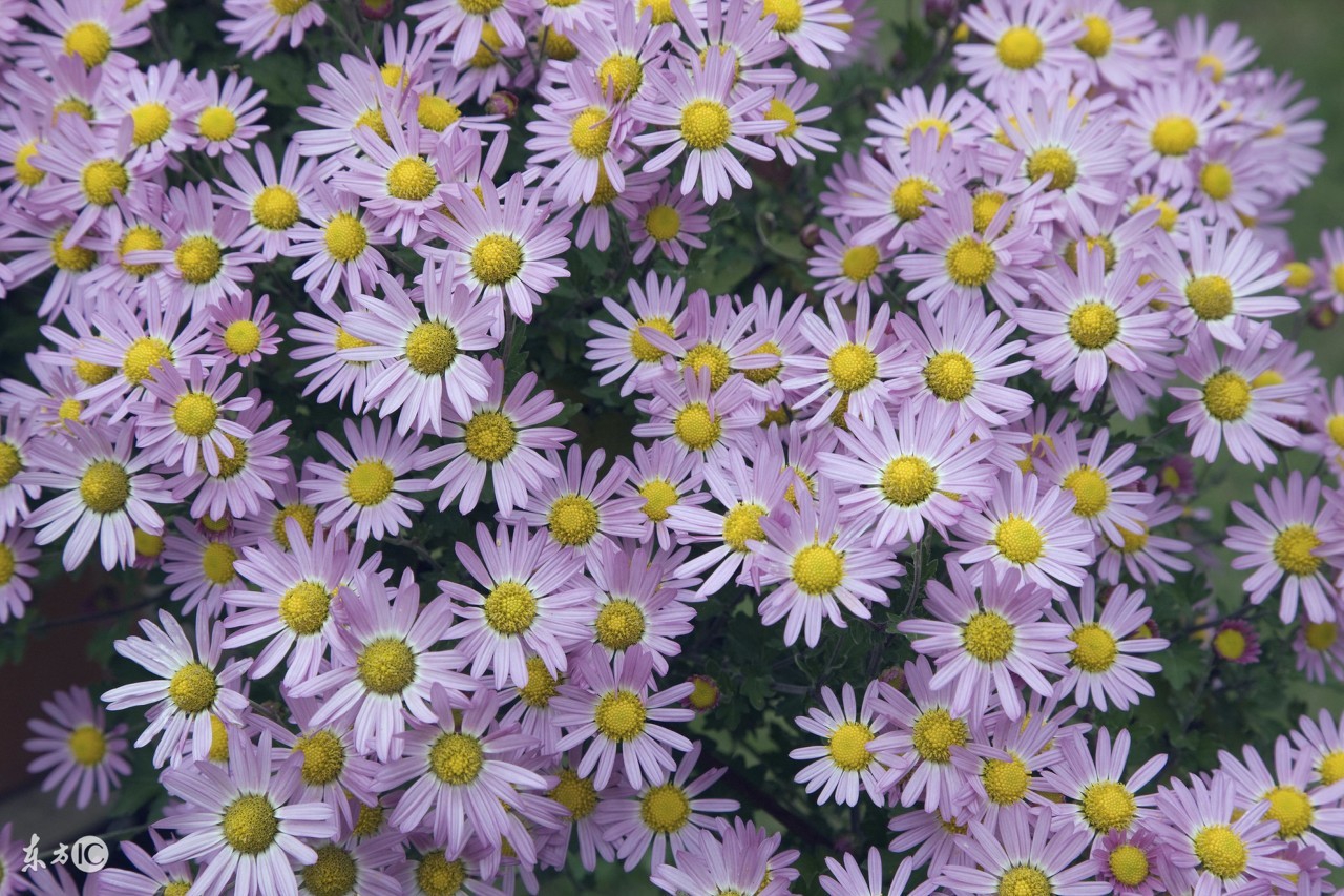 菊花唯美诗句图,关于菊花的诗句图片