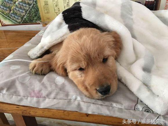 捡到一只小金毛,夫妻俩救助一只濒死的小金毛