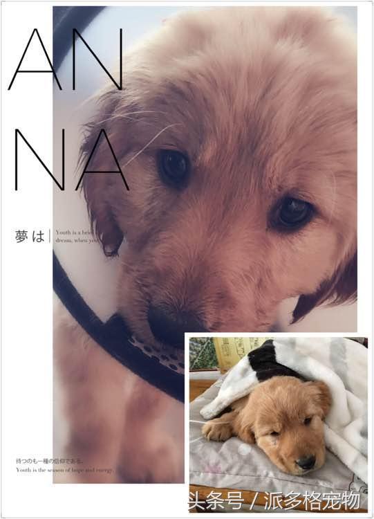 捡到一只小金毛,夫妻俩救助一只濒死的小金毛