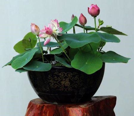 盆栽荷花好不好养,盆栽荷花不长怎么办