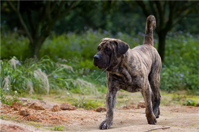 加纳利犬吃什么食物,加纳利吃什么食物最好