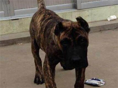 加纳利不看家是怎么回事,加纳利犬不裁耳能立起来吗