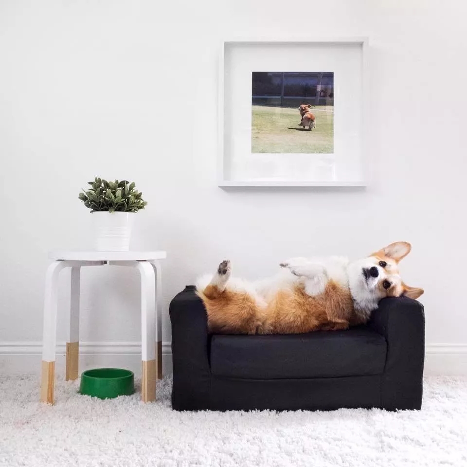 短腿美图,高清小短腿美图