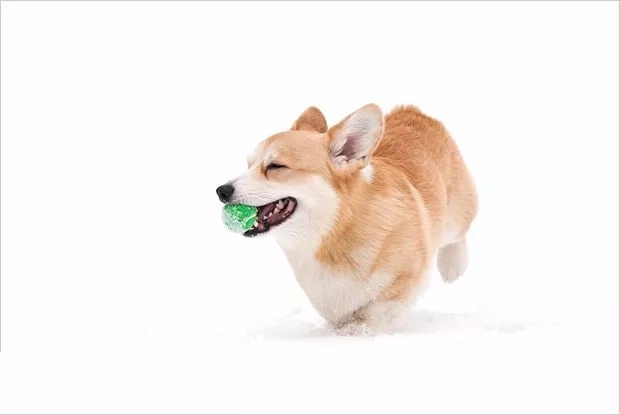 短腿美图,高清小短腿美图