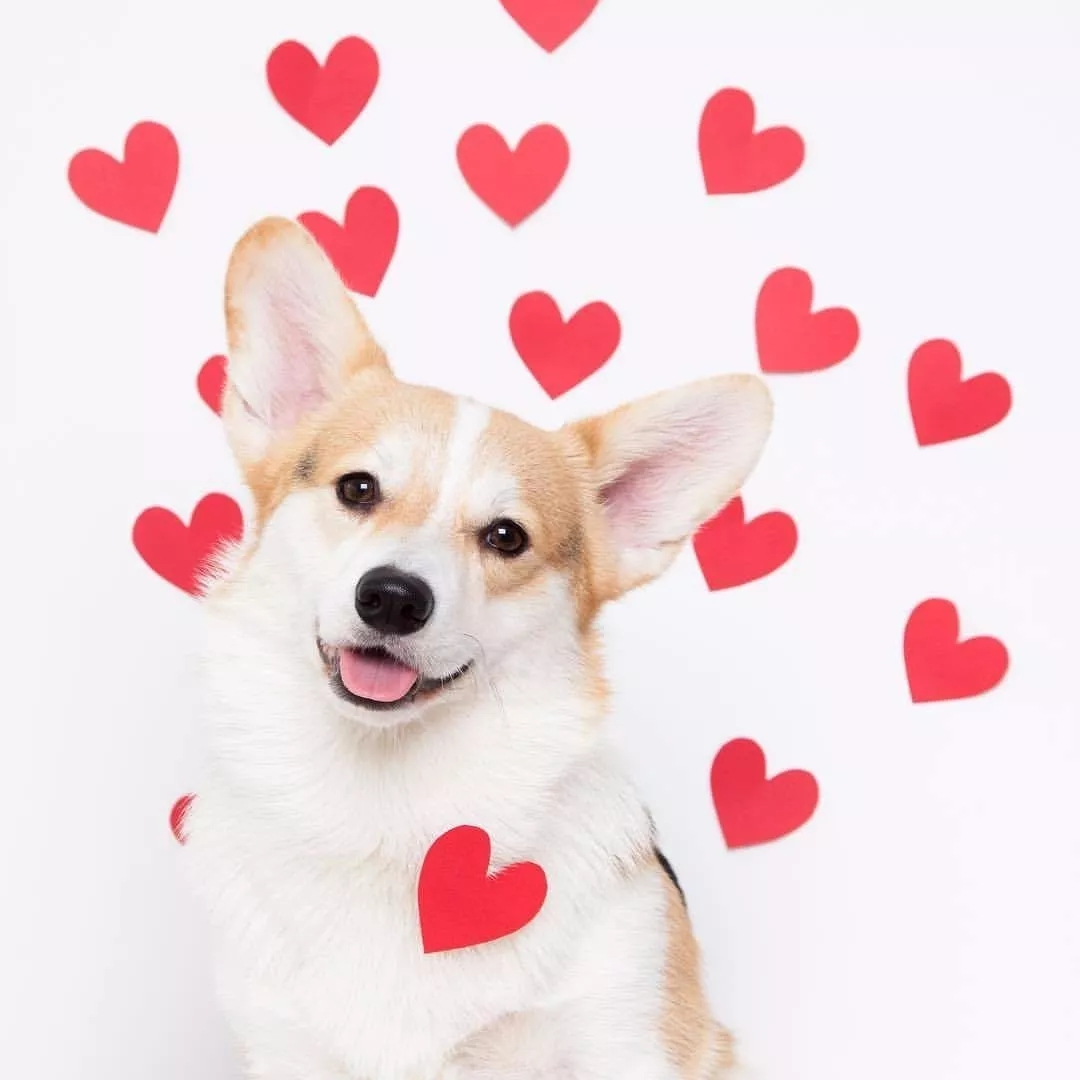 短腿美图,高清小短腿美图