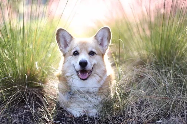 短腿美图,高清小短腿美图