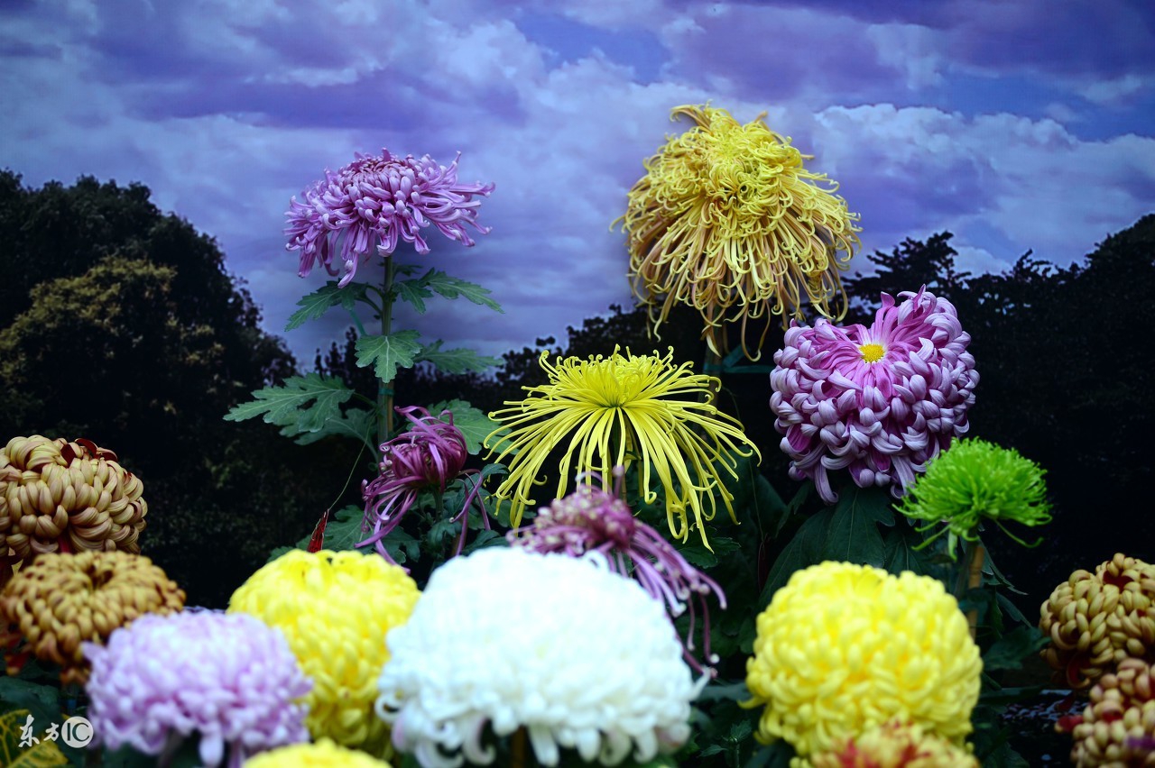 菊花唯美诗句图,关于菊花的诗句图片