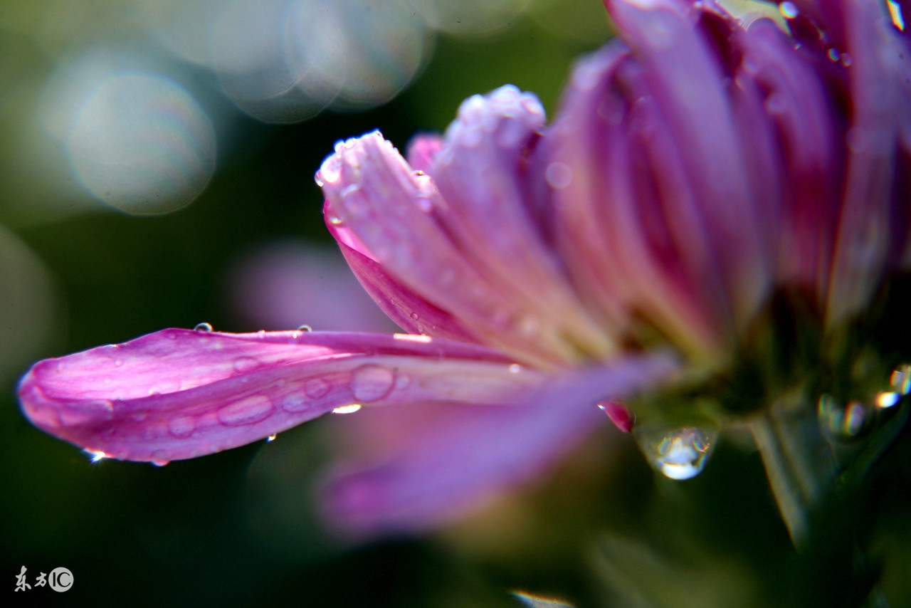 菊花唯美诗句图,关于菊花的诗句图片
