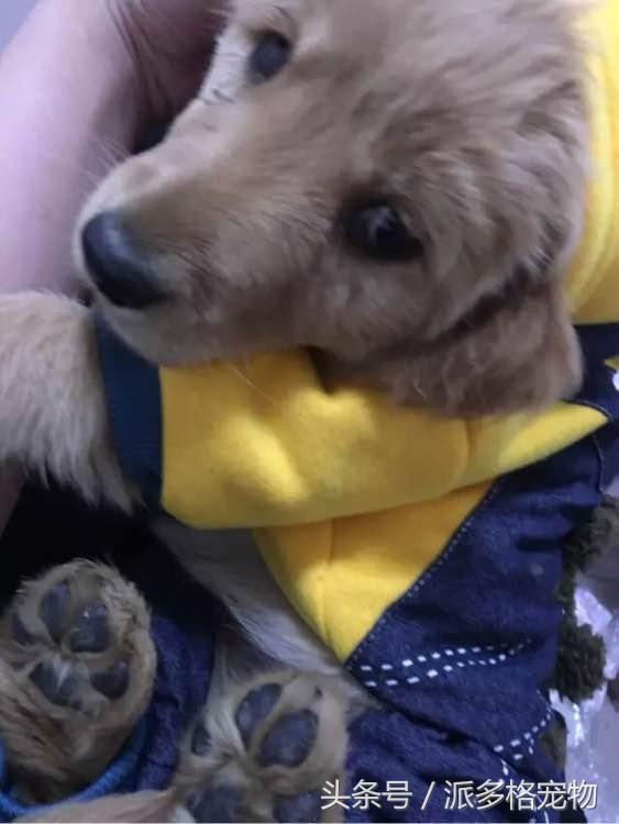 捡到一只小金毛,夫妻俩救助一只濒死的小金毛