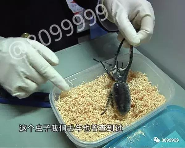 海关截获进境邮包,跨境包裹海关检疫管理办法