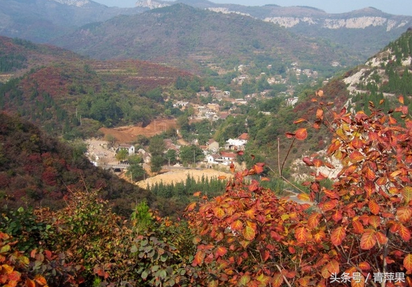 博山红叶柿岩景区免费规定,博山红叶免费地点