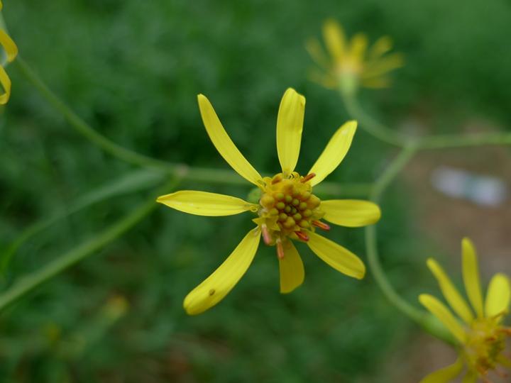 识得千里光一年四季不长疮,识得