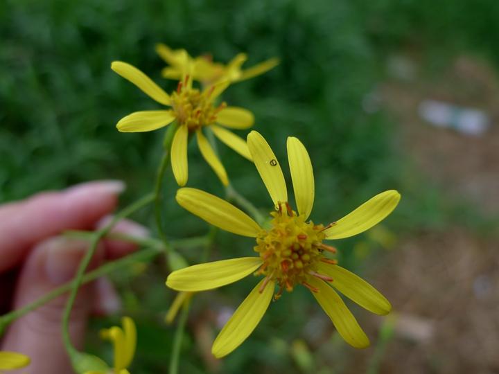 识得千里光一年四季不长疮,识得