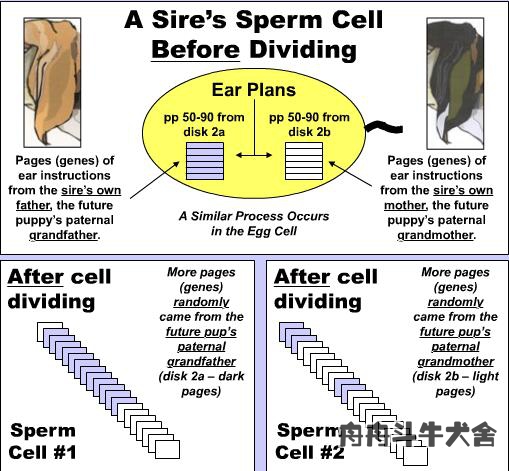 法国斗牛犬产仔后怎么养,法国斗牛犬如何受孕