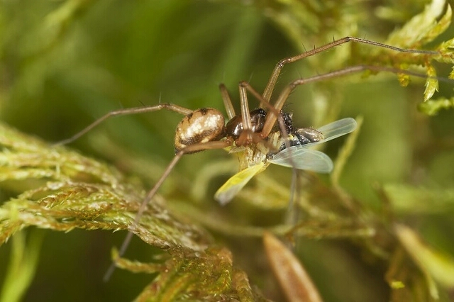 家里总有蜘蛛怎么能彻底消灭,家里厨房出现蜘蛛意味着什么征兆