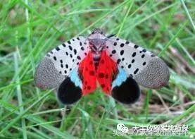 猕猴桃常见虫害图,猕猴桃各种虫害图谱