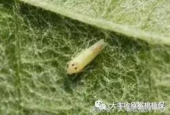 猕猴桃常见虫害图,猕猴桃各种虫害图谱