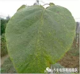 猕猴桃常见虫害图,猕猴桃各种虫害图谱