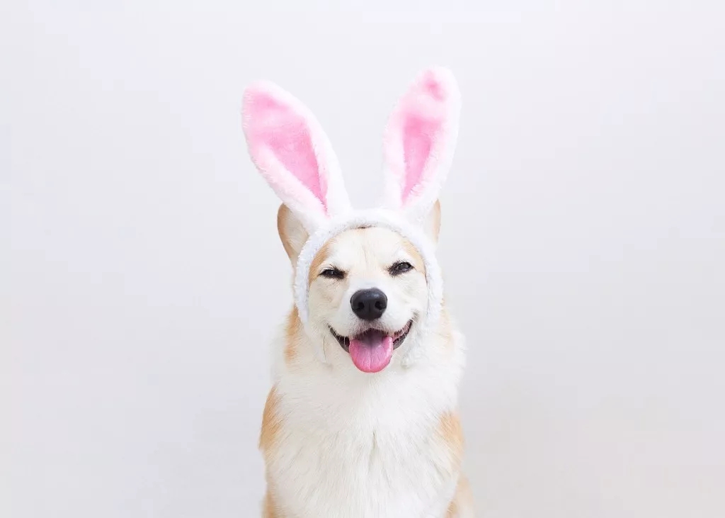 短腿美图,高清小短腿美图