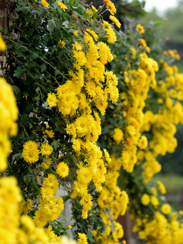 菊花唯美诗句图,关于菊花的诗句图片
