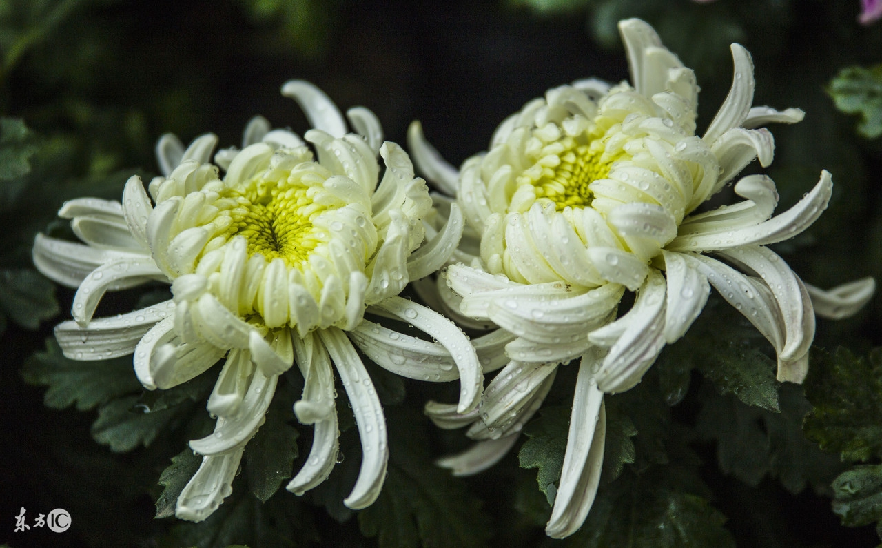 菊花唯美诗句图,关于菊花的诗句图片