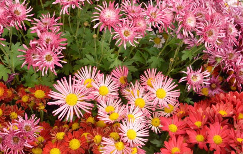 菊花唯美诗句图,关于菊花的诗句图片