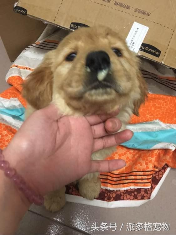 捡到一只小金毛,夫妻俩救助一只濒死的小金毛