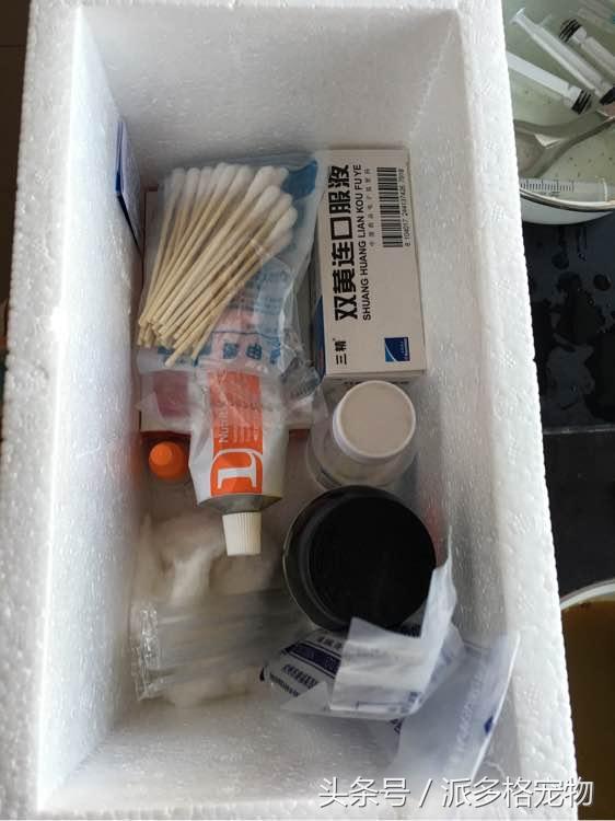 捡到一只小金毛,夫妻俩救助一只濒死的小金毛