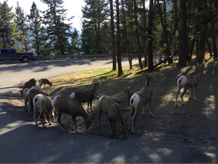 来加拿大埃德蒙顿跑马拉松的四个理由