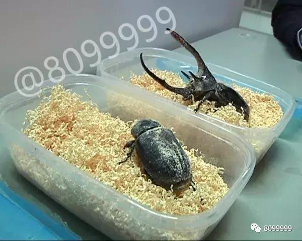 海关截获进境邮包,跨境包裹海关检疫管理办法