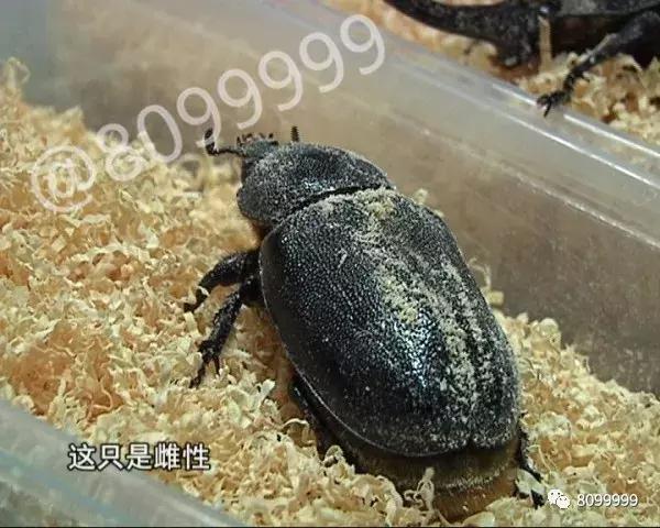 海关截获进境邮包,跨境包裹海关检疫管理办法