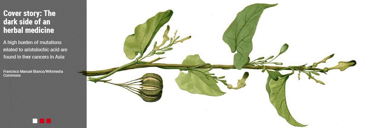 含马兜铃酸的中成药或中草药,108种含马兜铃酸的中成药