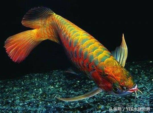 鱼缸里龙鱼的寿命不长，原因在这里！