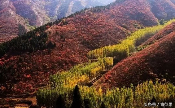 博山红叶柿岩景区免费规定,博山红叶免费地点