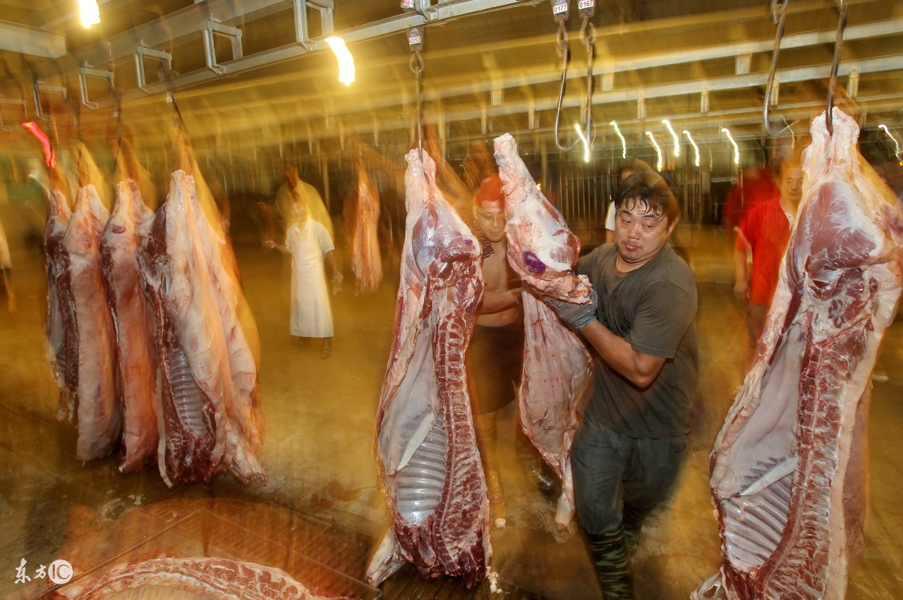 猪吃料过多导致不怎么吃,感觉大猪吃料越来越少怎么办