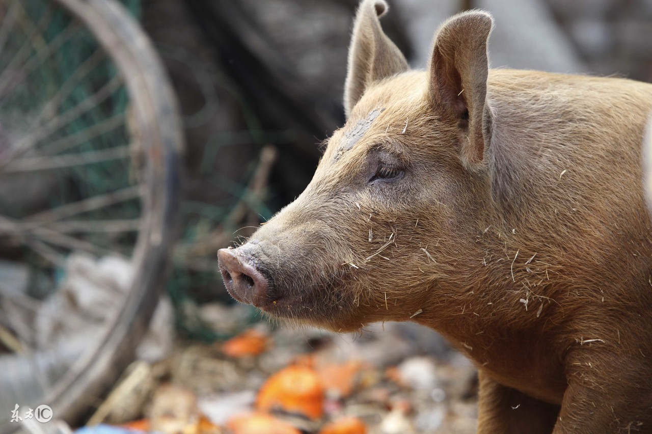 猪吃料过多导致不怎么吃,感觉大猪吃料越来越少怎么办
