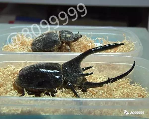 海关截获进境邮包,跨境包裹海关检疫管理办法