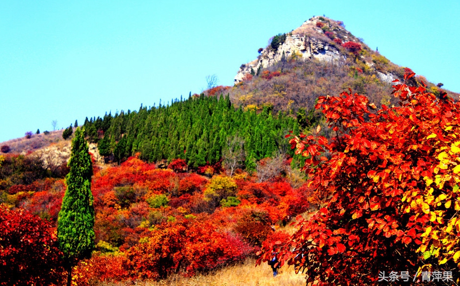 博山红叶柿岩景区免费规定,博山红叶免费地点