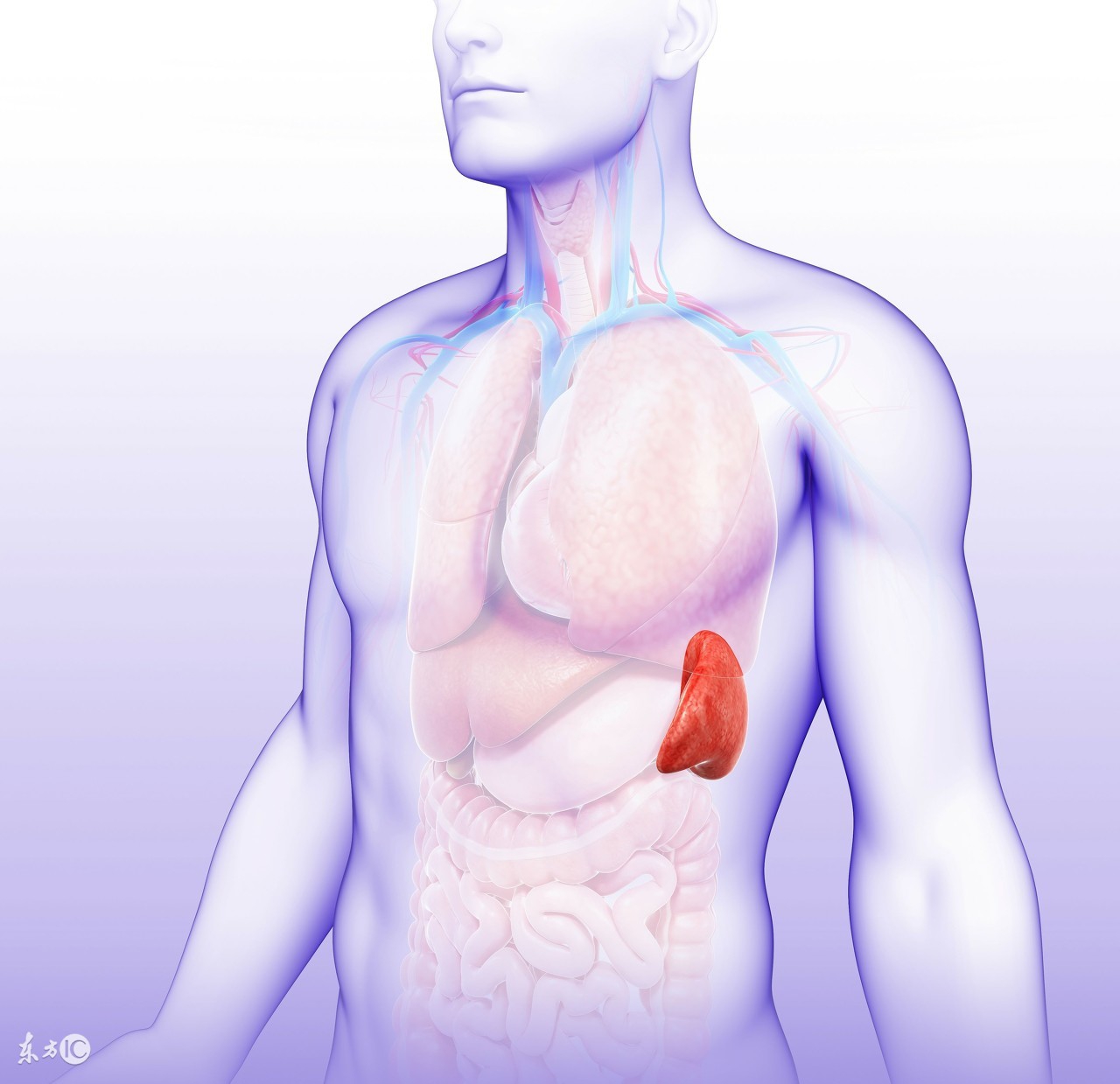 医院治疗风湿会治疗脾胃吗,中医讲先治风湿还是先治脾胃