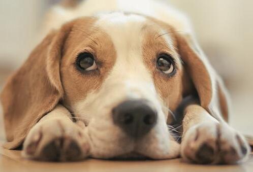 怎样挑选一条好比格犬,如何选好比格犬