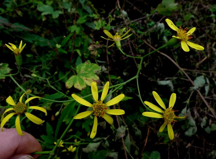 识得千里光一年四季不长疮,识得