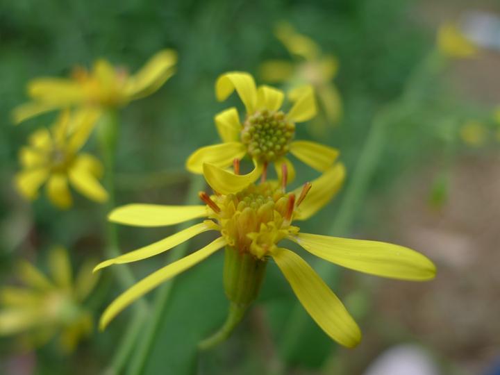 识得千里光一年四季不长疮,识得
