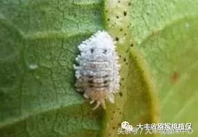 猕猴桃常见虫害图,猕猴桃各种虫害图谱