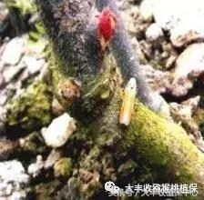 猕猴桃常见虫害图,猕猴桃各种虫害图谱