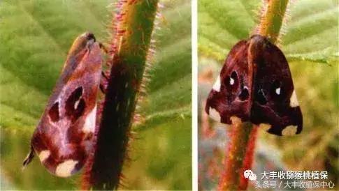 猕猴桃常见虫害图,猕猴桃各种虫害图谱