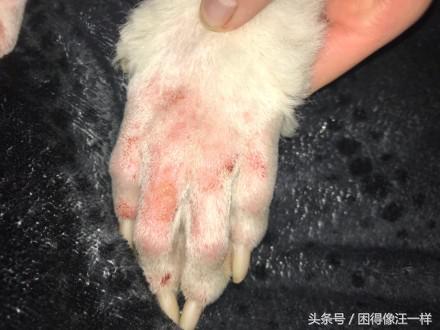 狗狗脚臭怎么办小妙招,狗狗脚臭怎么根除