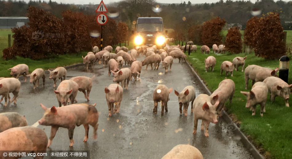 外购仔猪到家应该怎么样去管理,外购仔猪有诀窍