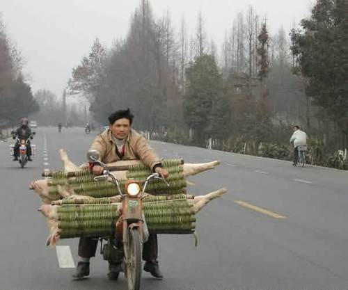 外购仔猪到家应该怎么样去管理,外购仔猪有诀窍