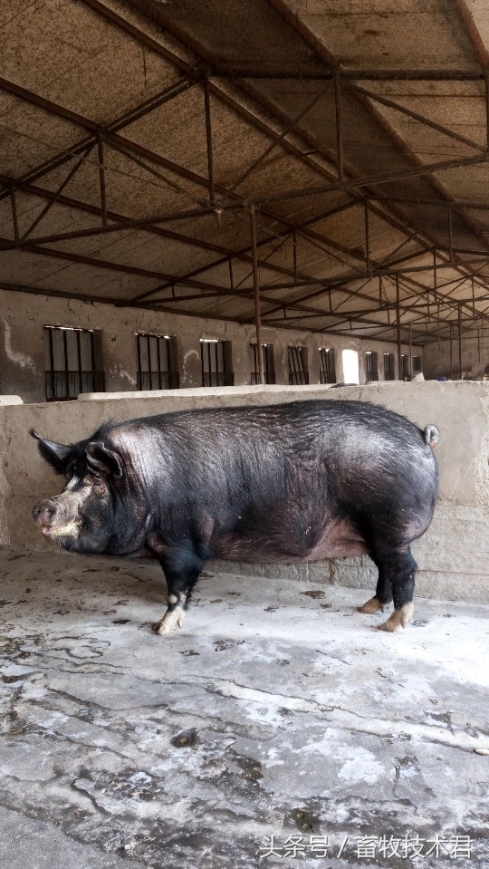 看猪粪识猪病,怎么判断猪病好坏