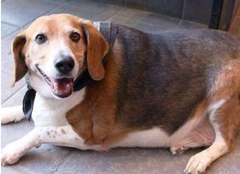 怎样挑选一条好比格犬,如何选好比格犬